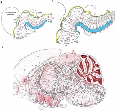 Histogenetic Radial Models as Aids to Understanding Complex Brain Structures: The Amygdalar Radial Model as a Recent Example